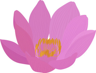 Naklejka premium Vector lotus pink flower icon