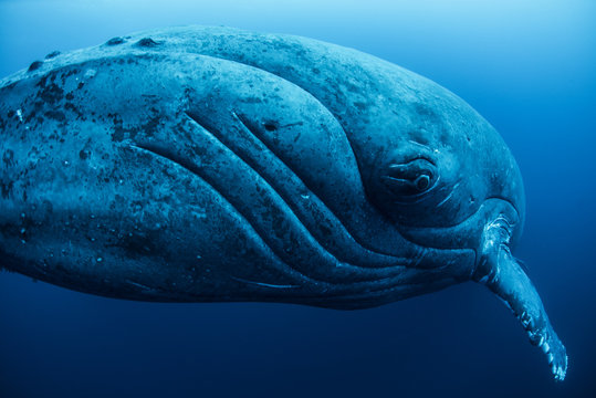 Curious female humpback whale, closeup, Roca Partida, Revillagigedo, Mexico
