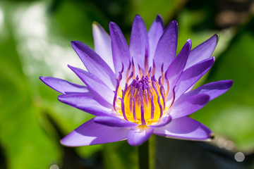 Beautiful purple lotus flower, Violet lotus blooming in the pond, Closeup lotus flower, Lotus violet flower of thailand.