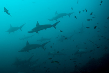 Deep water cleaning stations attracting hammerhead sharks, San Benedicto, Revillagigedo, Mexico