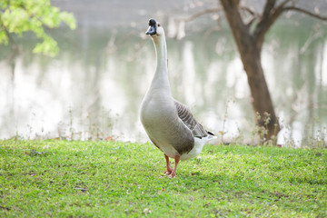 Chinese Domestic Goose 