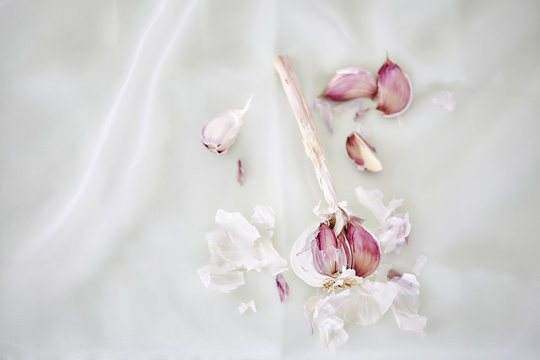 Still life of garlic bulb and gloves