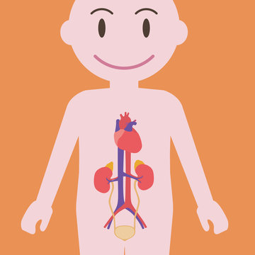 human urinary organs, heart, kidney, bladder, vector illustration