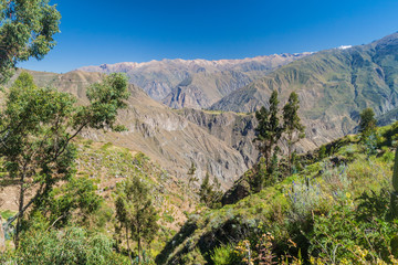 Colca canyon, Peru