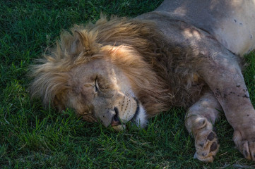 The African Lion is the top predator in the African wild