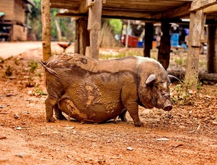 Fototapeta premium Black pregnant pig on free range farm. Pregnant Pot-bellied pig, animal living farm