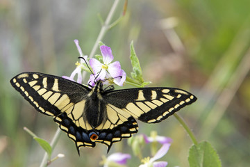Swallowtail Butterfly on light purple flowers with green foliage out of focus in background