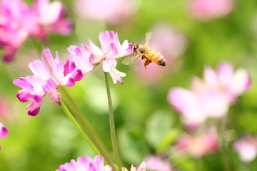 【春の風景　レンゲ蜜を集める蜜蜂】