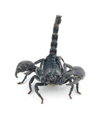 Scorpion isolated on white