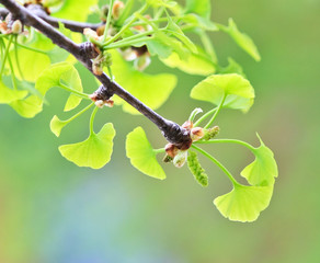 Spring ginkgo tree branch with baby leaves