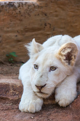 African White Lion cubs relax in the midday sun