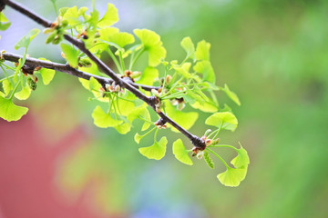 Spring ginkgo tree branch with baby leaves