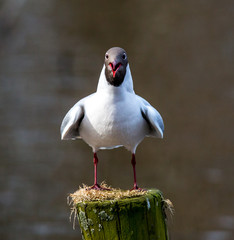 Black headed gull. Sitting on a pole in Copenhagen, Denmark.