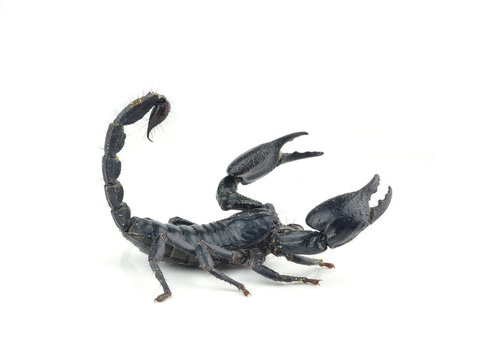 Scorpion isolated on white