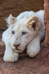 Naklejka premium African White Lion cubs relax in the midday sun