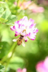 【春の風景　レンゲ蜜を集める蜜蜂】