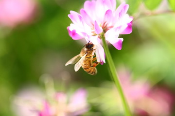 【春の風景　レンゲ蜜を集める蜜蜂】