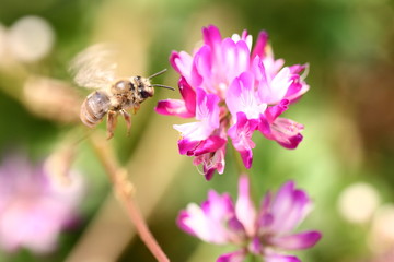 【春の風景　レンゲ蜜を集める蜜蜂】