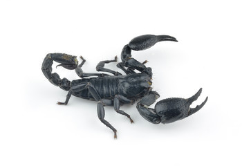 Scorpion isolated on white