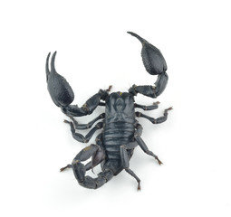 Scorpion isolated on white