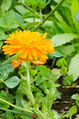 Calendula officials - Marigold close up