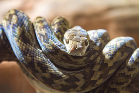 Close up portrait of brown snake coiled on tree branch, Australia