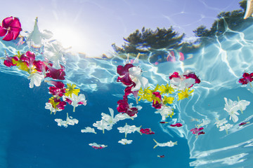 Underwater view of flower petals floating in swimming pool