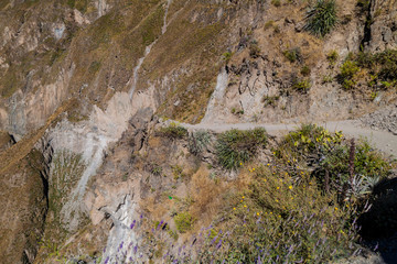 Trekking trail in Colca canyon, Peru
