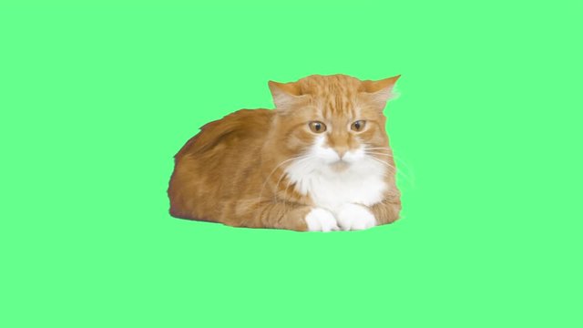 meowing cat on the green screen