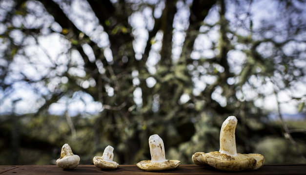 Row of four picked mushrooms