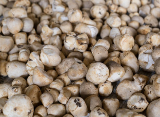 fresh mushrooms