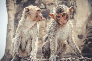 two monkeys sitting together