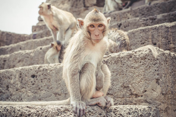 Monkey sitting on the archaeological ladder and look at the camera