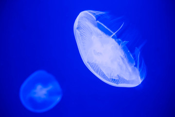 light blue jellyfish