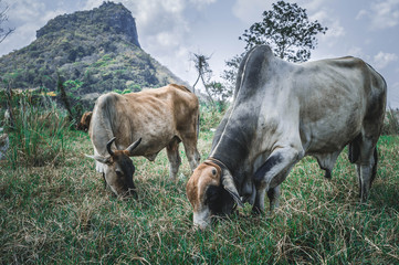 cow eating grass in the field