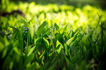 beautiful Forest landyshi- thick fragrant thickets of delicate flowers against a background of pine...
