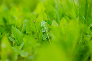 Fresh green rocket salad field