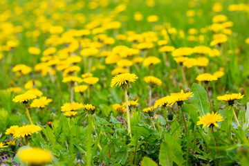 Fototapeta premium Yellow dandelions on the green field