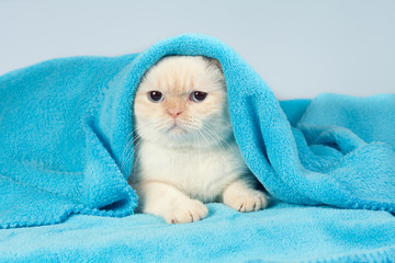 Cute little kitten peeking out from under the soft warm blue blanket