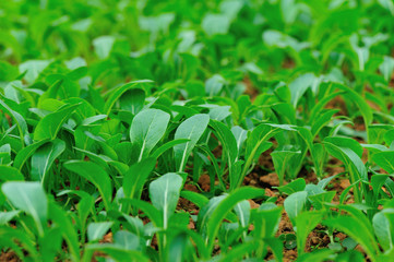 Green coriander in growth at vegetable garden