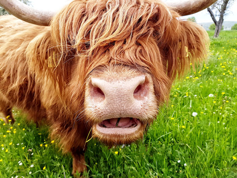 Highland cow chewing grass