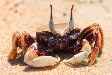 Crab on the beach