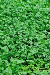 Green coriander in growth at vegetable garden