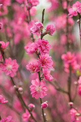 Lunar new year greeting with blossom flower at market in Vietnam