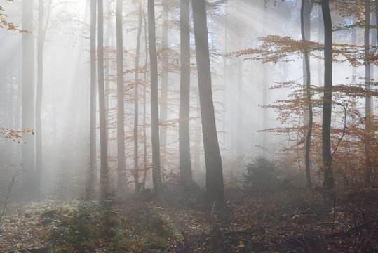 Fototapeta Mysterious morning fog in a beautiful beech tree forest. Autumn trees with yellow and orange foliage. Heidelberg, Germany