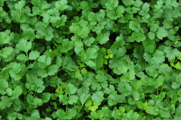 Fototapeta premium Green coriander in growth at vegetable garden