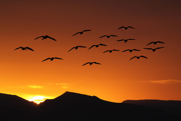 Spring or autumn migration of birds