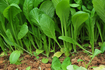Green leaf mustard in growth at vegetable garden