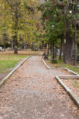 Red Fall Leaves and Bench Yellow forest in Park Borjomi Georgia