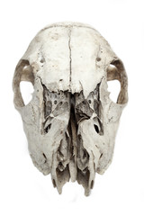 close-up shot of broken animal skull.